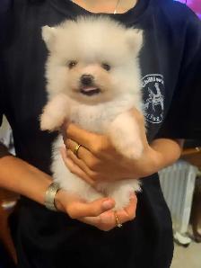 Pomeranian