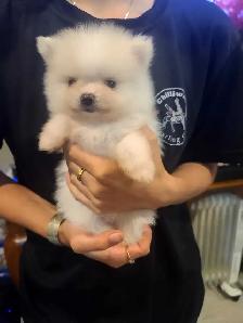 Pomeranian - Photo 2