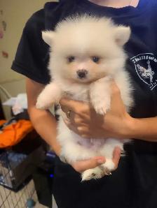 Pomeranian - Photo 3