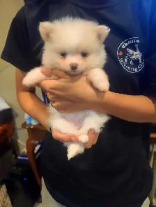 Pomeranian - Photo 4