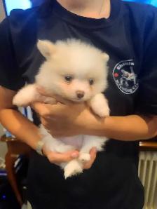 Pomeranian - Photo 5