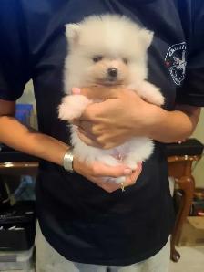 Pomeranian - Photo 6