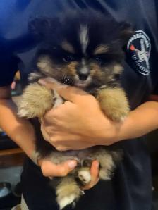 Pomeranian - Photo 7