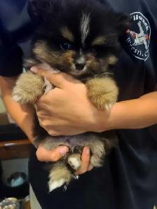 Pomeranian - Photo 8