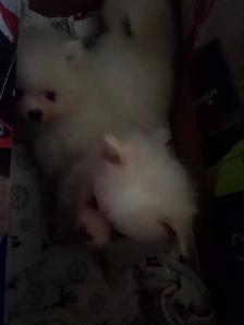 Pomeranian - Photo 9