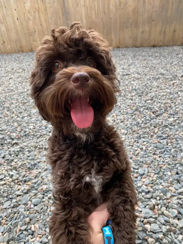 looking for a small dog friendly rental