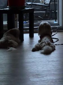 Magnifique 5 1/2 a louer Sorel Tracy droit petits animaux - Photo 4