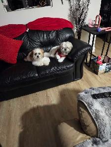 Magnifique 5 1/2 a louer Sorel Tracy droit petits animaux - Photo 5