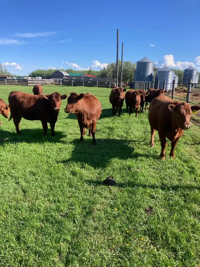 Heifers for sale