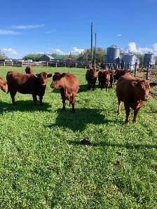 Heifers for sale