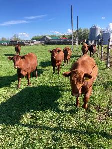 Heifers for sale - Photo 2