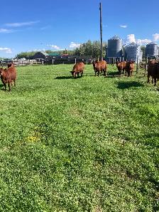 Heifers for sale - Photo 3