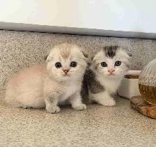 Munchkin Scottish Fold Kittens (Boy&Girl)