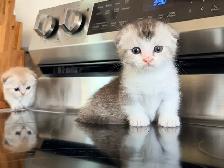 Munchkin Scottish Fold Kittens (Boy&Girl) - Photo 2