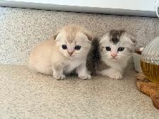 Munchkin Scottish Fold Kittens (Boy&Girl) - Photo 3