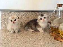 Munchkin Scottish Fold Kittens (Boy&Girl) - Photo 4