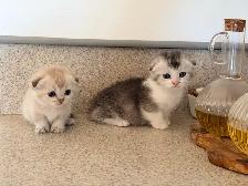 Munchkin Scottish Fold Kittens (Boy&Girl) - Photo 5