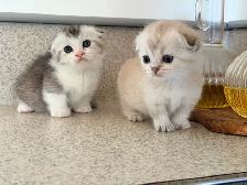 Munchkin Scottish Fold Kittens (Boy&Girl) - Photo 6