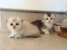 Munchkin Scottish Fold Kittens (Boy&Girl) - Photo 7