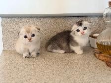 Munchkin Scottish Fold Kittens (Boy&Girl) - Photo 8