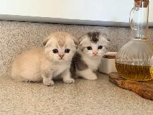 Munchkin Scottish Fold Kittens (Boy&Girl) - Photo 9