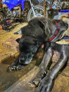 Dog walking service - Photo 3