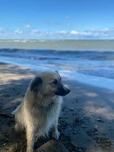 Dog walking service - Photo 4