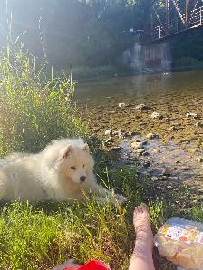 Dog walking service - Photo 5