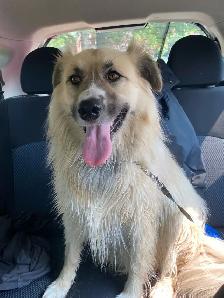 Dog walking service - Photo 6
