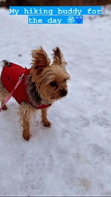 Dog walking service - Photo 7