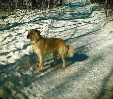 Dog walking service - Photo 8