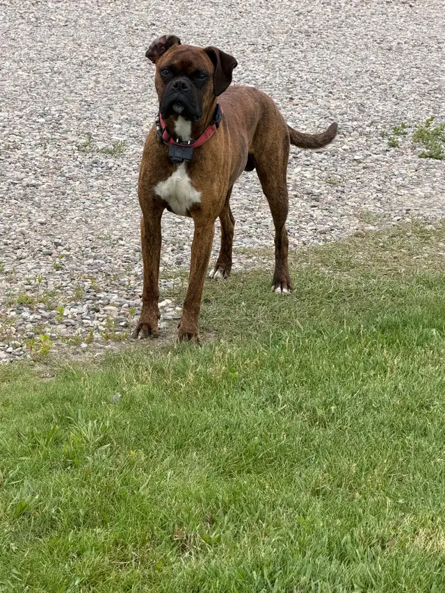 Boxer male