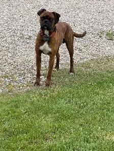 Boxer male