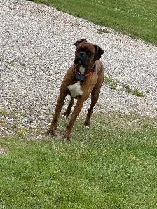 Boxer male - Photo 2