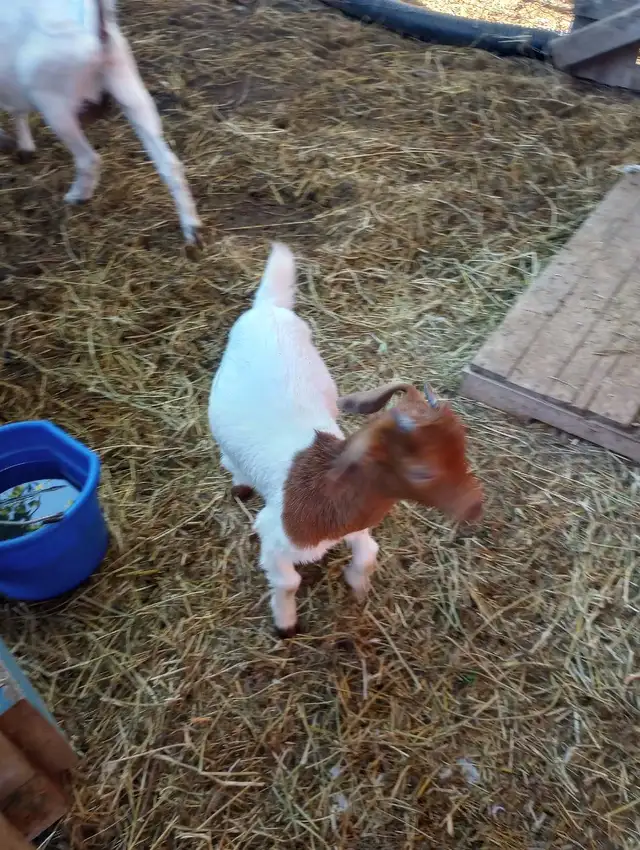 3 month old baby goats