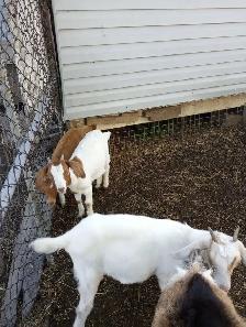 3 month old baby goats - Photo 2