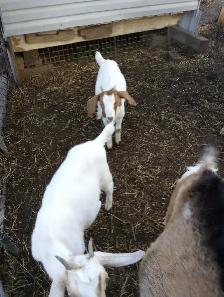 3 month old baby goats - Photo 3