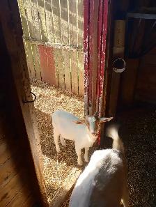 3 month old baby goats - Photo 4