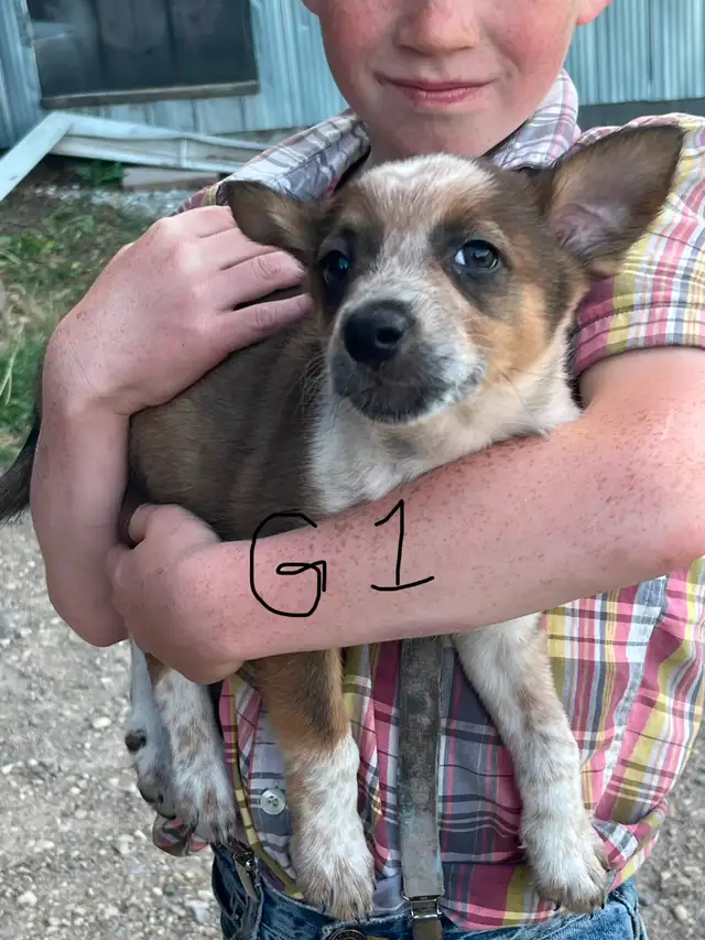 Red Heeler & border collie Puppies