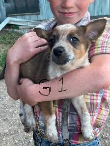 Red Heeler & border collie Puppies