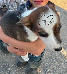 Red Heeler & border collie Puppies - Photo 2