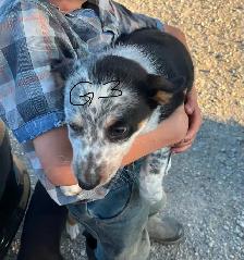 Red Heeler & border collie Puppies - Photo 3