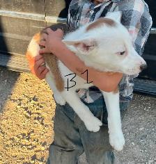 Red Heeler & border collie Puppies - Photo 4