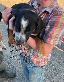 Red Heeler & border collie Puppies - Photo 5