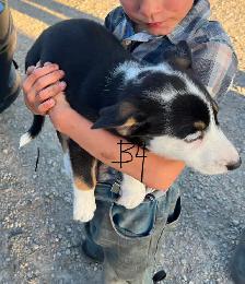 Red Heeler & border collie Puppies - Photo 6