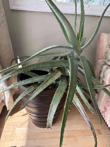 Large Aloe Plant – $50