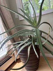 Large Aloe Plant – $50 - Photo 2