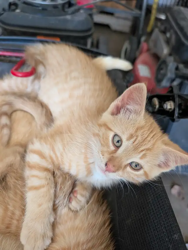Cute kittens for rehome