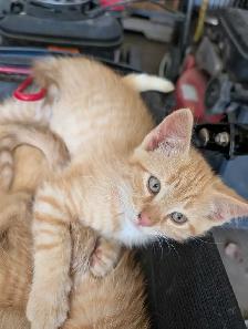 Cute kittens for rehome