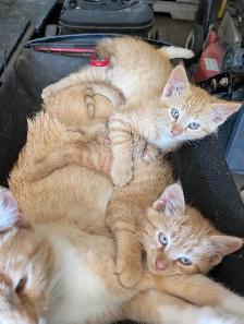 Cute kittens for rehome - Photo 2